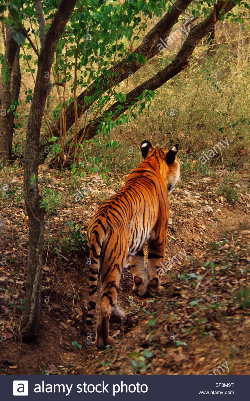 Bengal Tiger Stalking Stock Photos & Bengal Tiger Stalking Stock Images