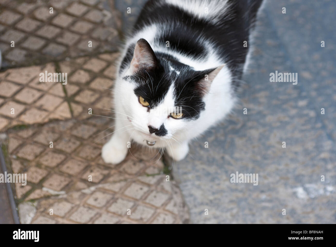 Cat that looks like Hitler ' Kitler ' Stock Photo