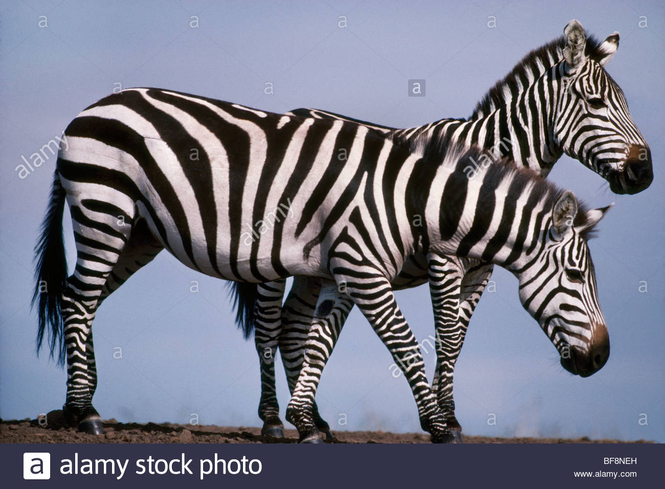 Horse Mating Stock Photos & Horse Mating Stock Images Page 2 Alamy