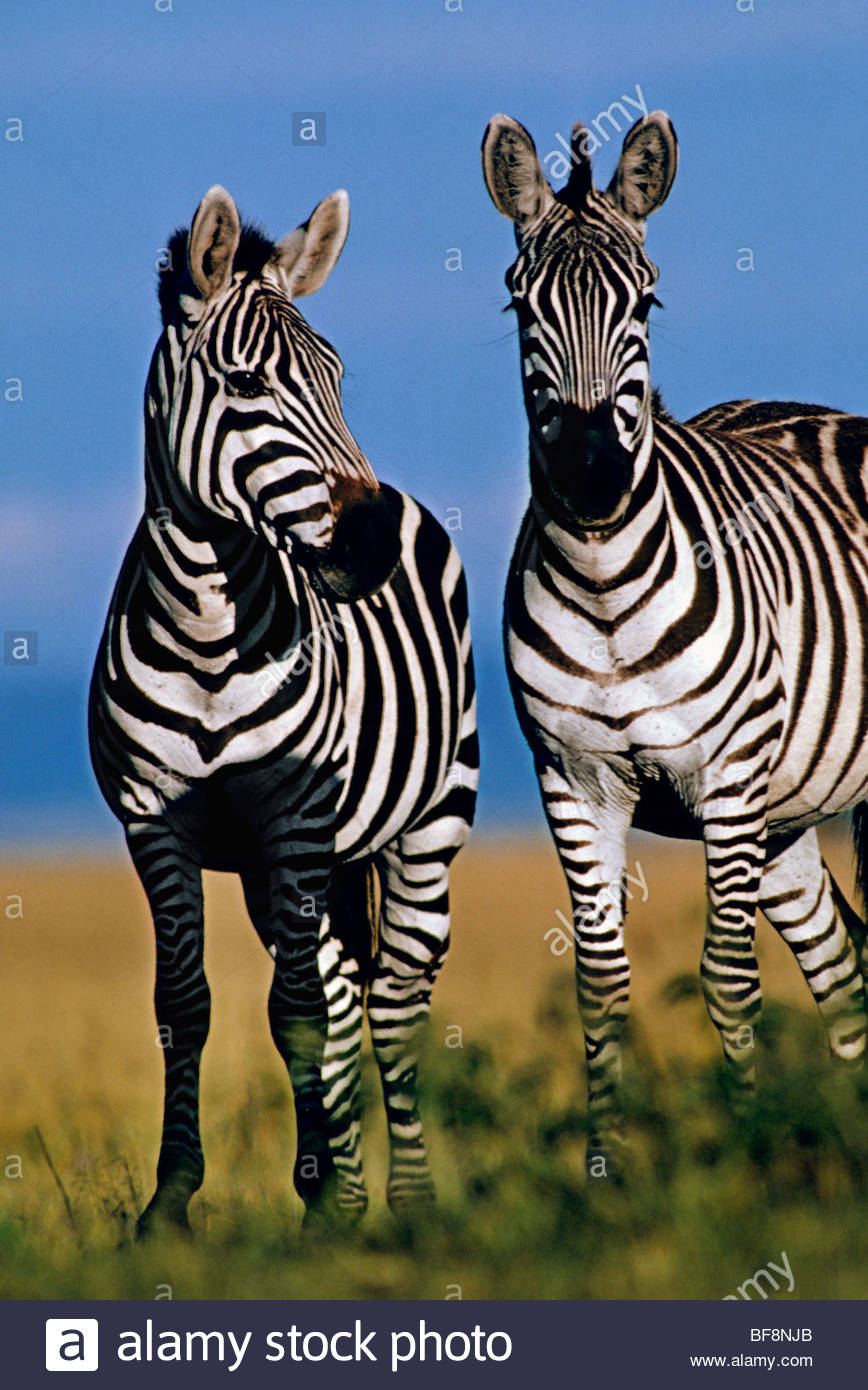 Zebras Mating Stock Photos & Zebras Mating Stock Images Alamy