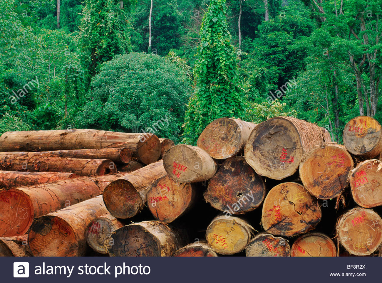 Rainforest Logging Stock Photos & Rainforest Logging Stock Images Alamy