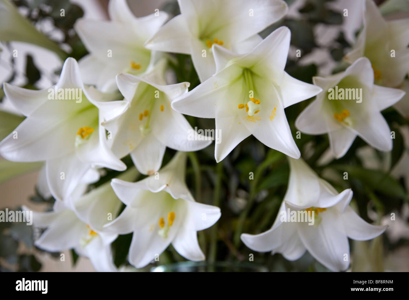 Bunch of White Easter Lilies Stock Photo