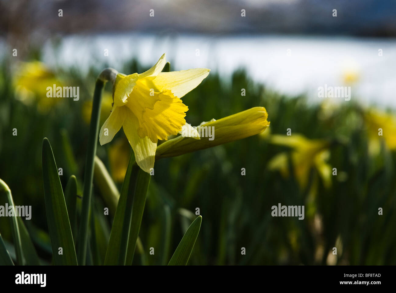 Daffodils in Spring in the Lake District National Park, Cumbria, England, UK Stock Photo