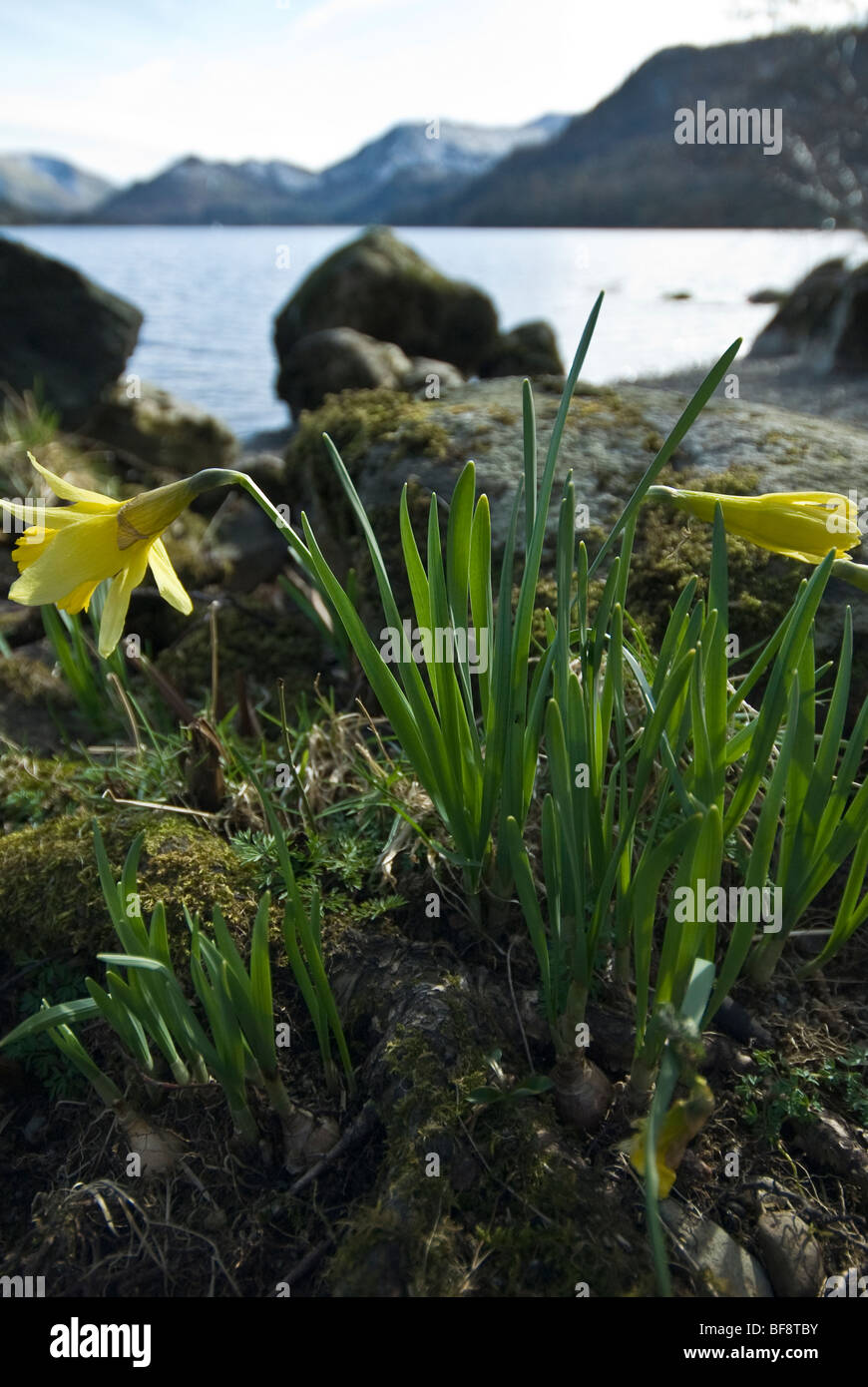 Traditional Lakeland daffodils on the shore of Ullswater, Lake District, Cumbria, England, UK Stock Photo