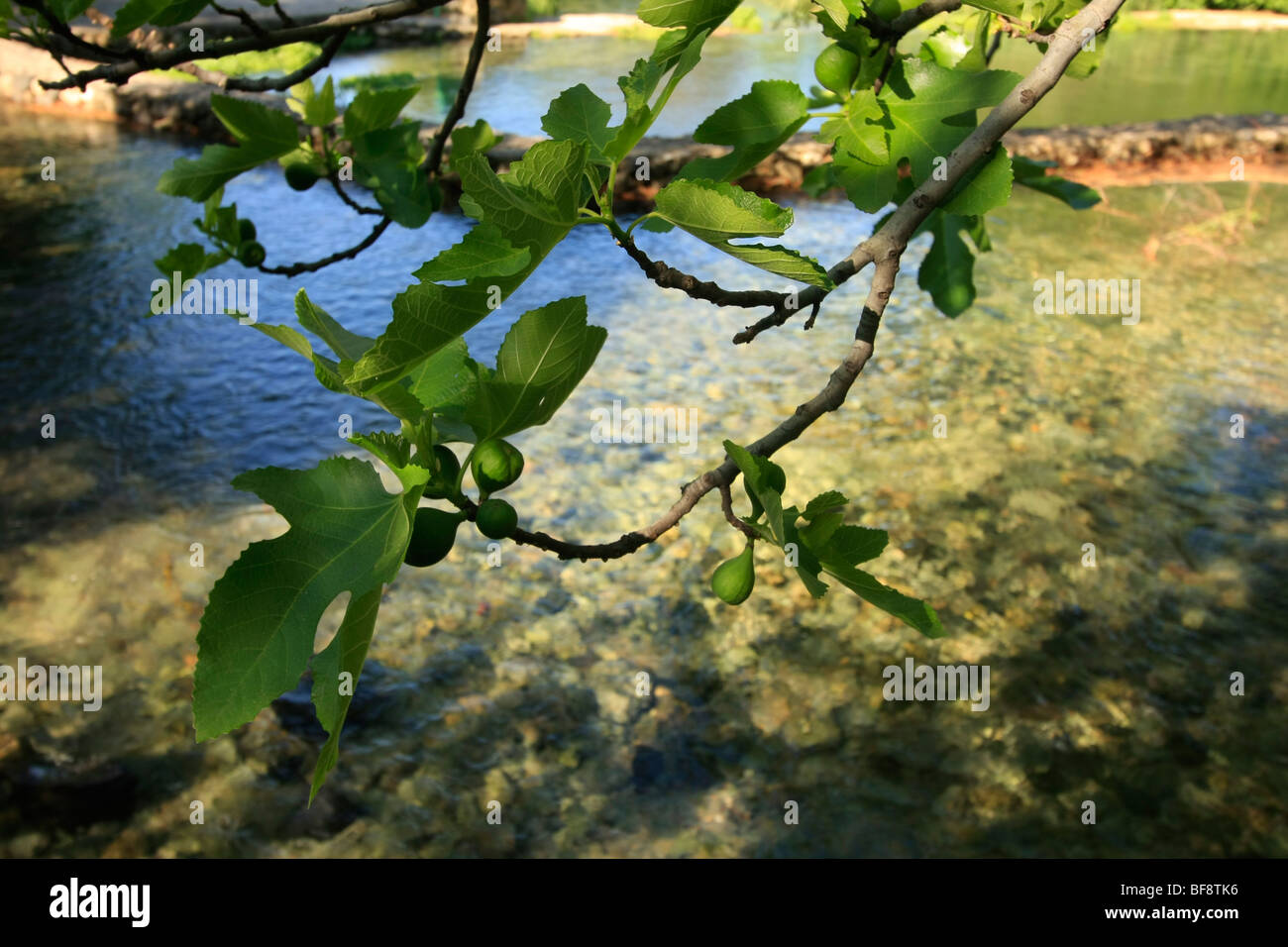 Golan Heights, a Fig tree by the Banias spring Stock Photo