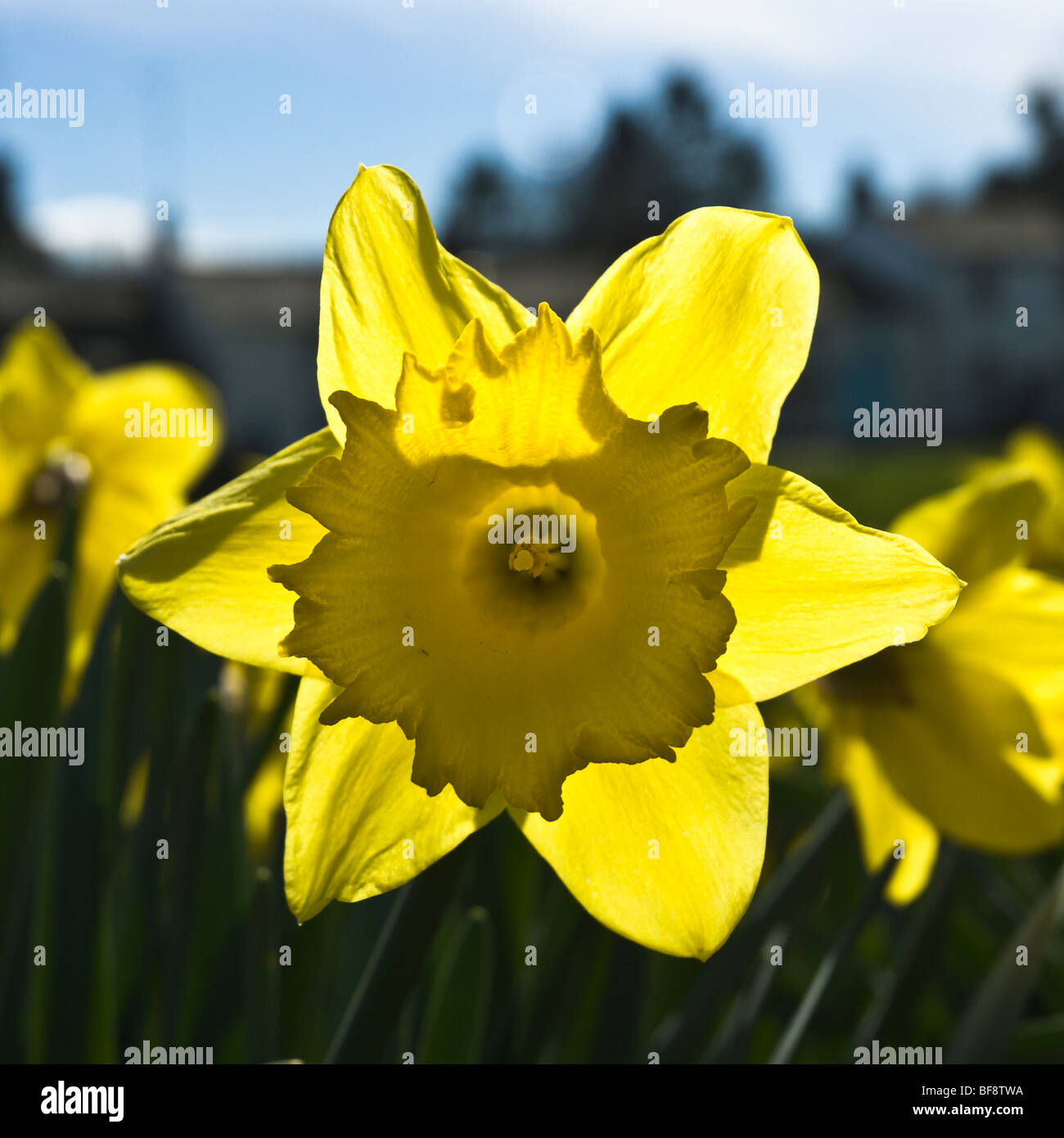 Daffodils in Spring in the Lake District National Park, Cumbria, England, UK Stock Photo