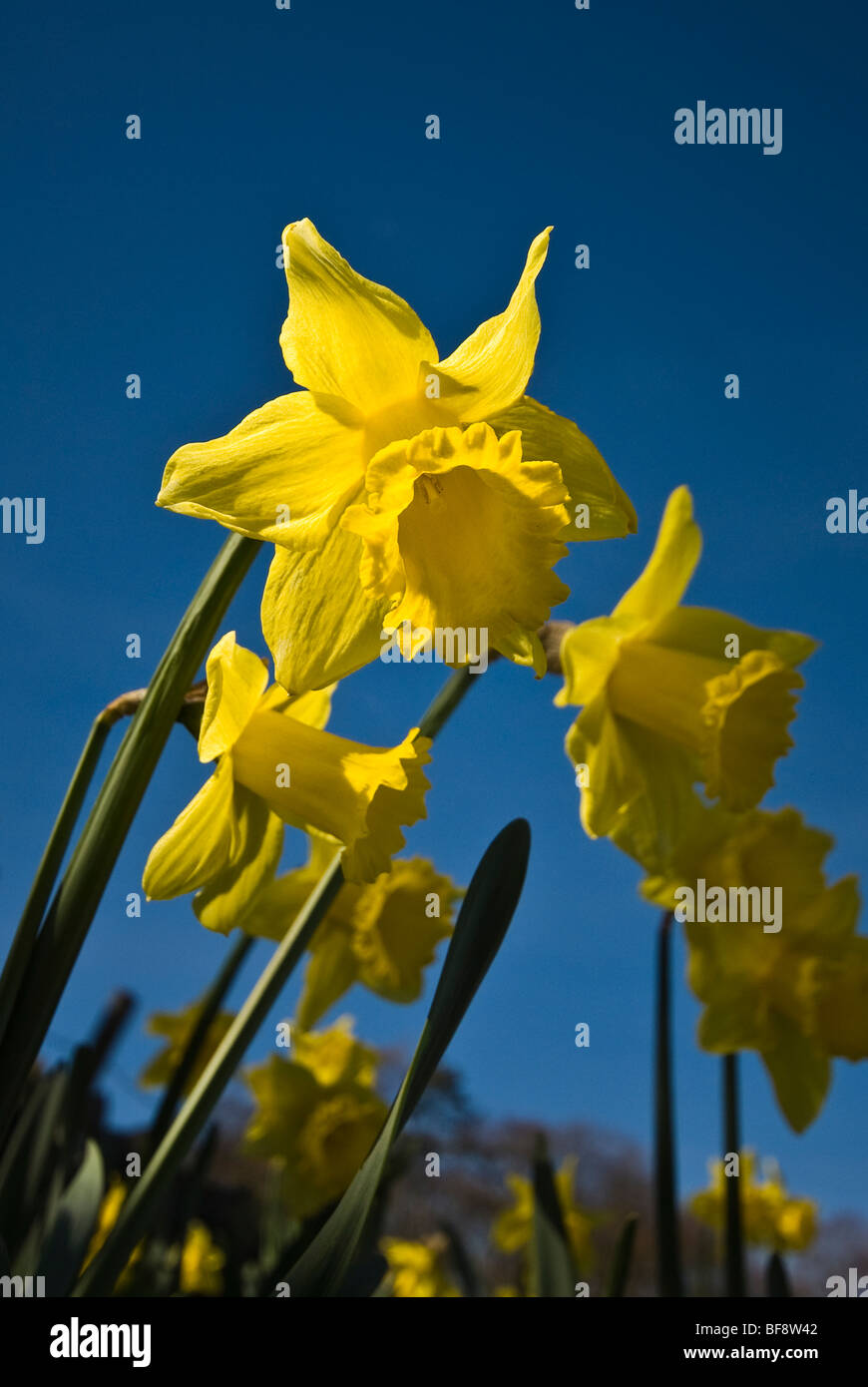 Daffodils in Spring in the Lake District National Park, Cumbria, England, UK Stock Photo