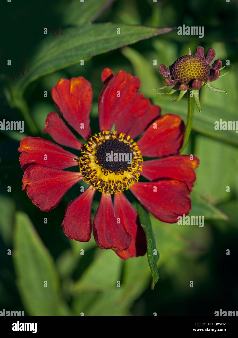 Red Helenium (Blanket Flower, Coneflower) Stock Photo