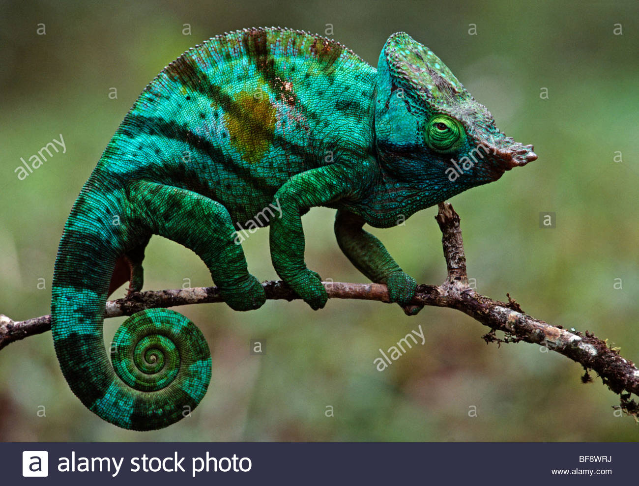 Parson's chameleon with mood-altered pigmentation, Calumma parsonii