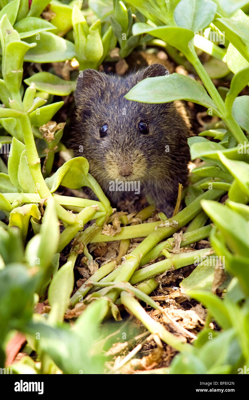 African grass rat hires stock photography and images Alamy