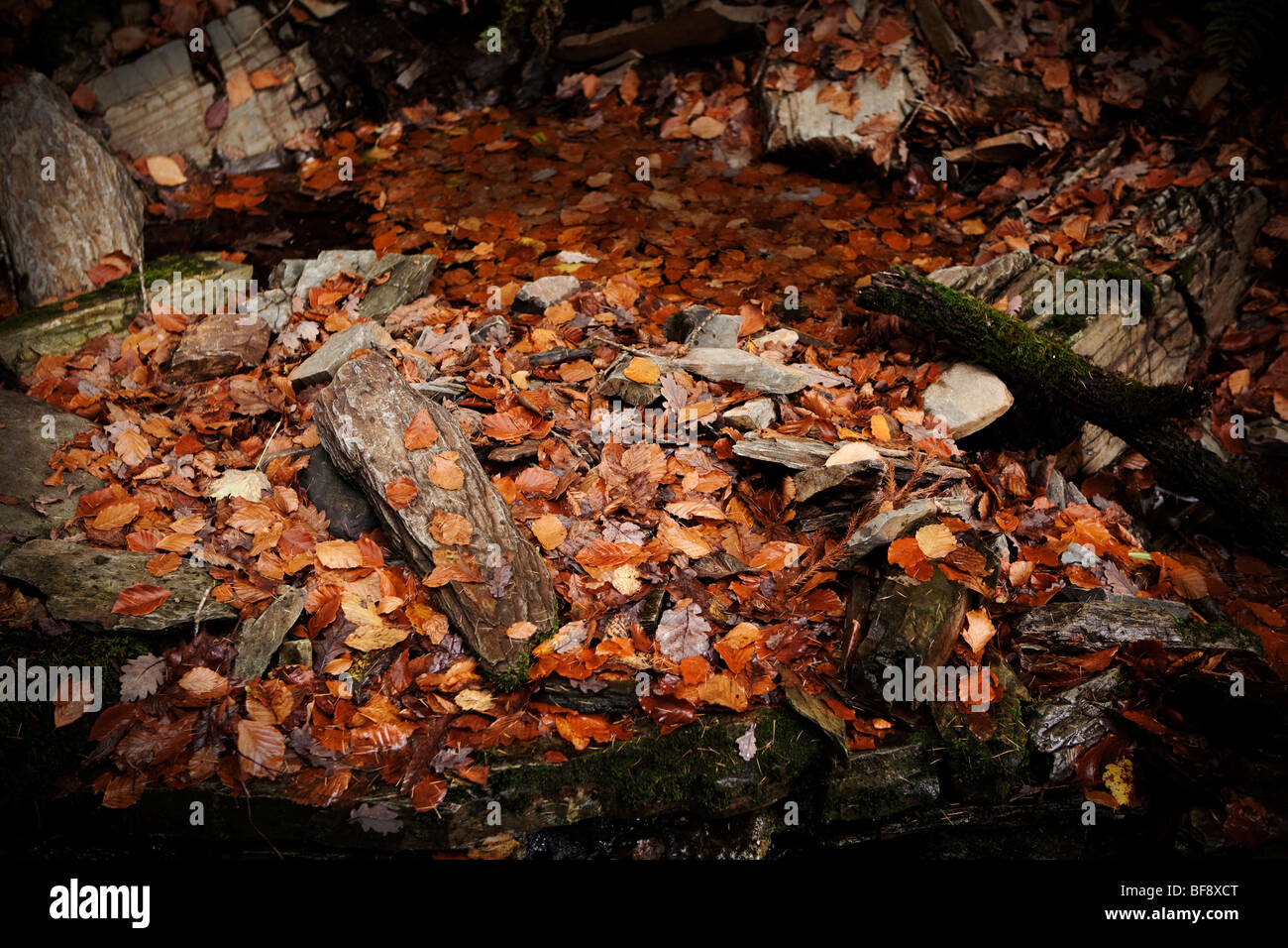 North Wales Snowdonia beech leaves in water in autumn Stock Photo