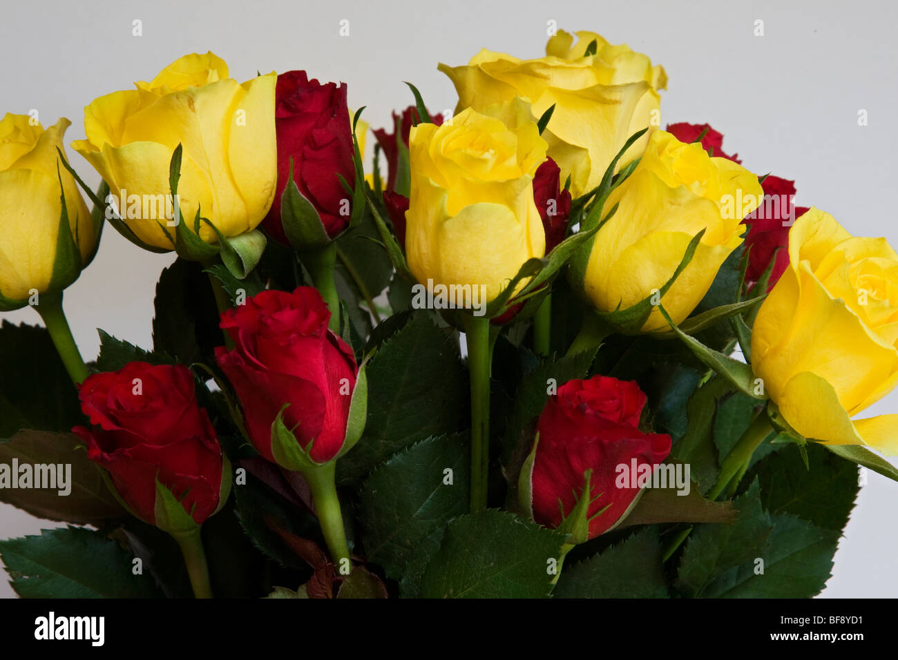Yellow roses bunch hi-res stock photography and images - Alamy