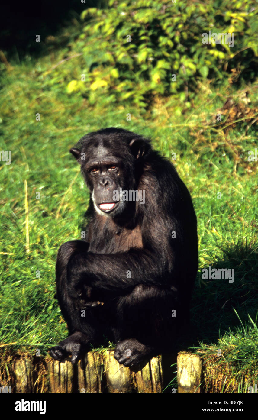 Chimp Chimpanzee In The sunshine At Chester Zoo In Cheshire Stock Photo