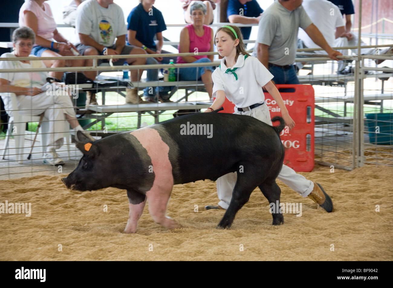 Cute Pink 4-H Show Pig Tshirt For Girls Who Show Their Pigs Cute Pink 4-H Show Pig Tshirt For Girls Who Show Their Pigs