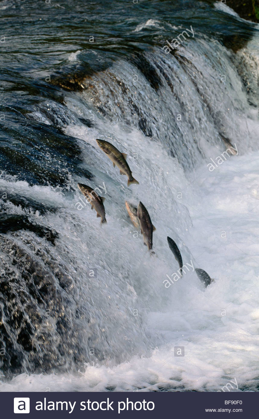 Migrating salmon swimming upstream to spawn, Katmai National Park Stock