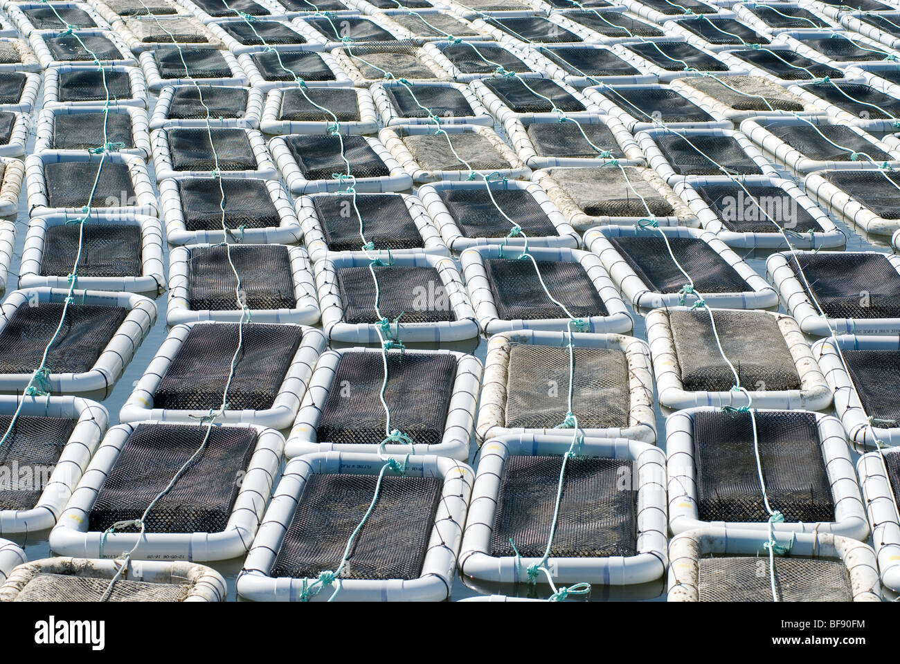 floating oyster beds , aquaculture project, Chesapeake bay Stock Photo