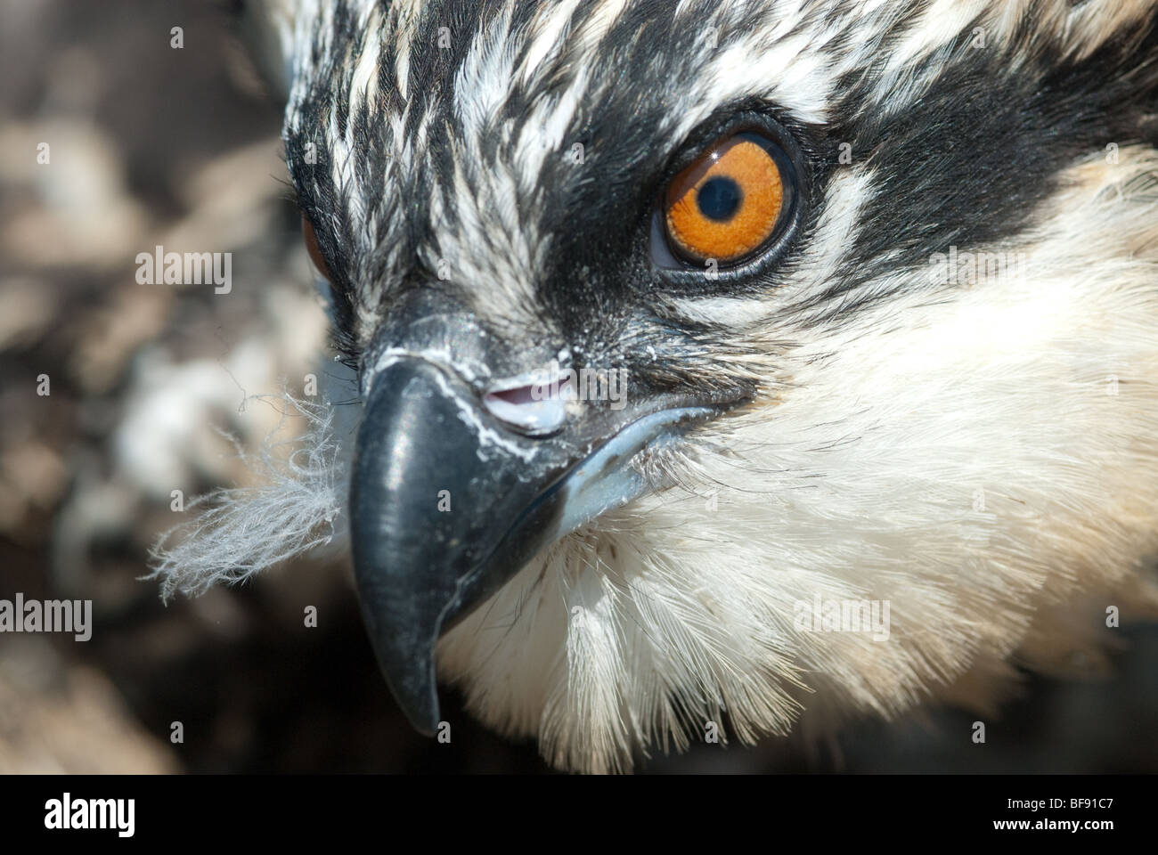 Osprey close up, Poplar Island Maryland Stock Photo