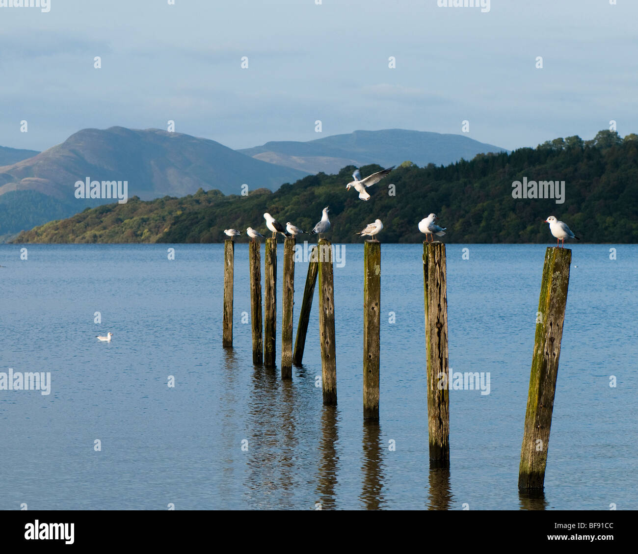 Seagulls fighting on Loch Lomond at Duck Bay Stock Photo