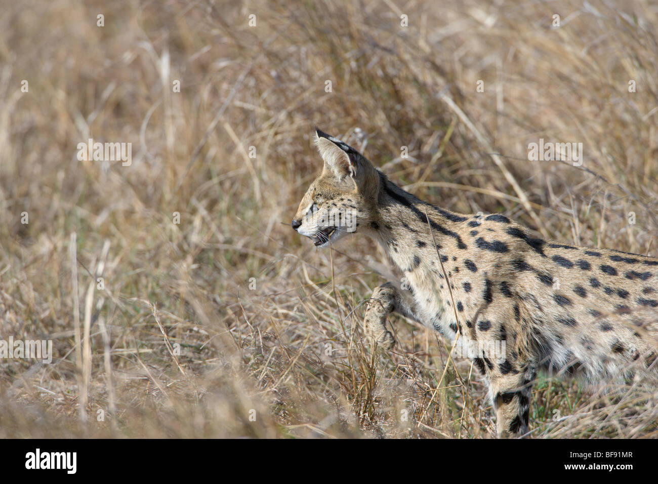 Serval cat, Leptailurus serval, hunting in long grass. Masai Mara National Reserve, Kenya Stock