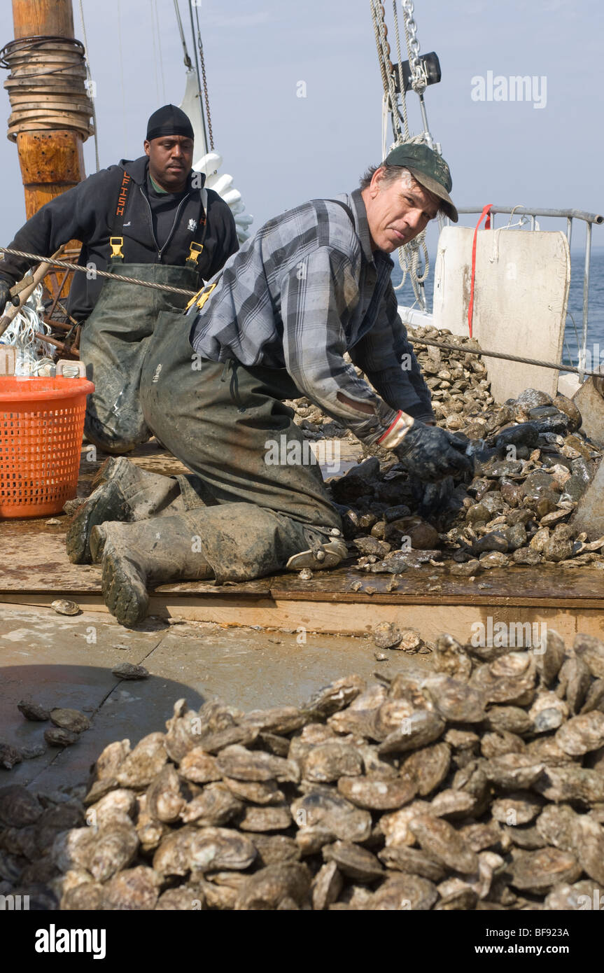 Waterman on Skipjack Thomas Clyde dredging oysters near Tilghman Island