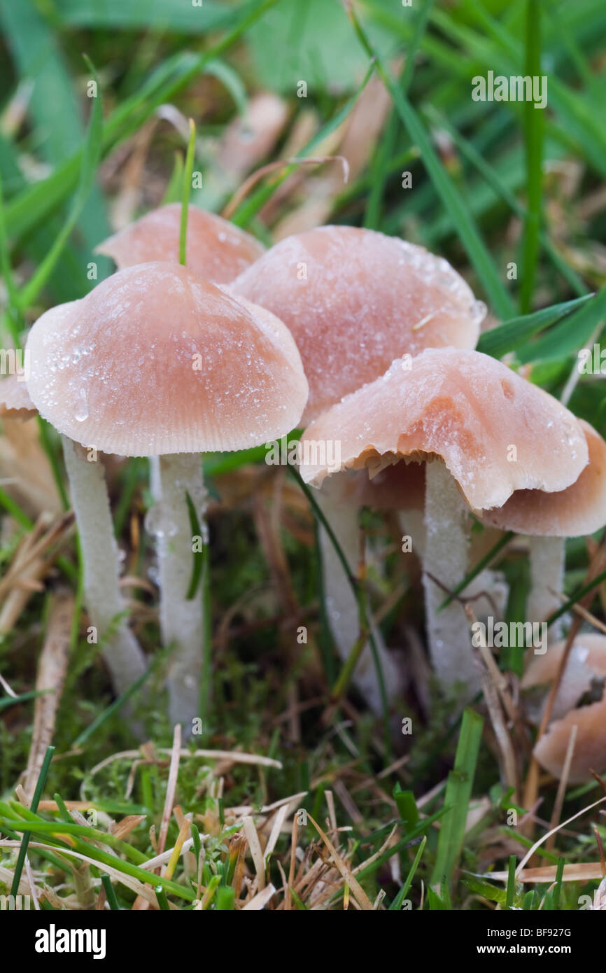 Close-up of autumn fungi fruitng bodies growing in a garden lawn in autumn. UK Britain Stock Photo