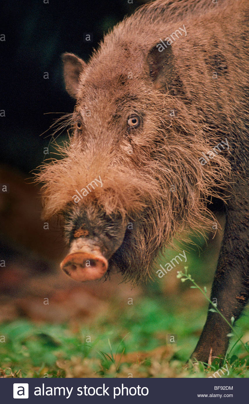 Jungle Pig Stock Photos & Jungle Pig Stock Images Alamy