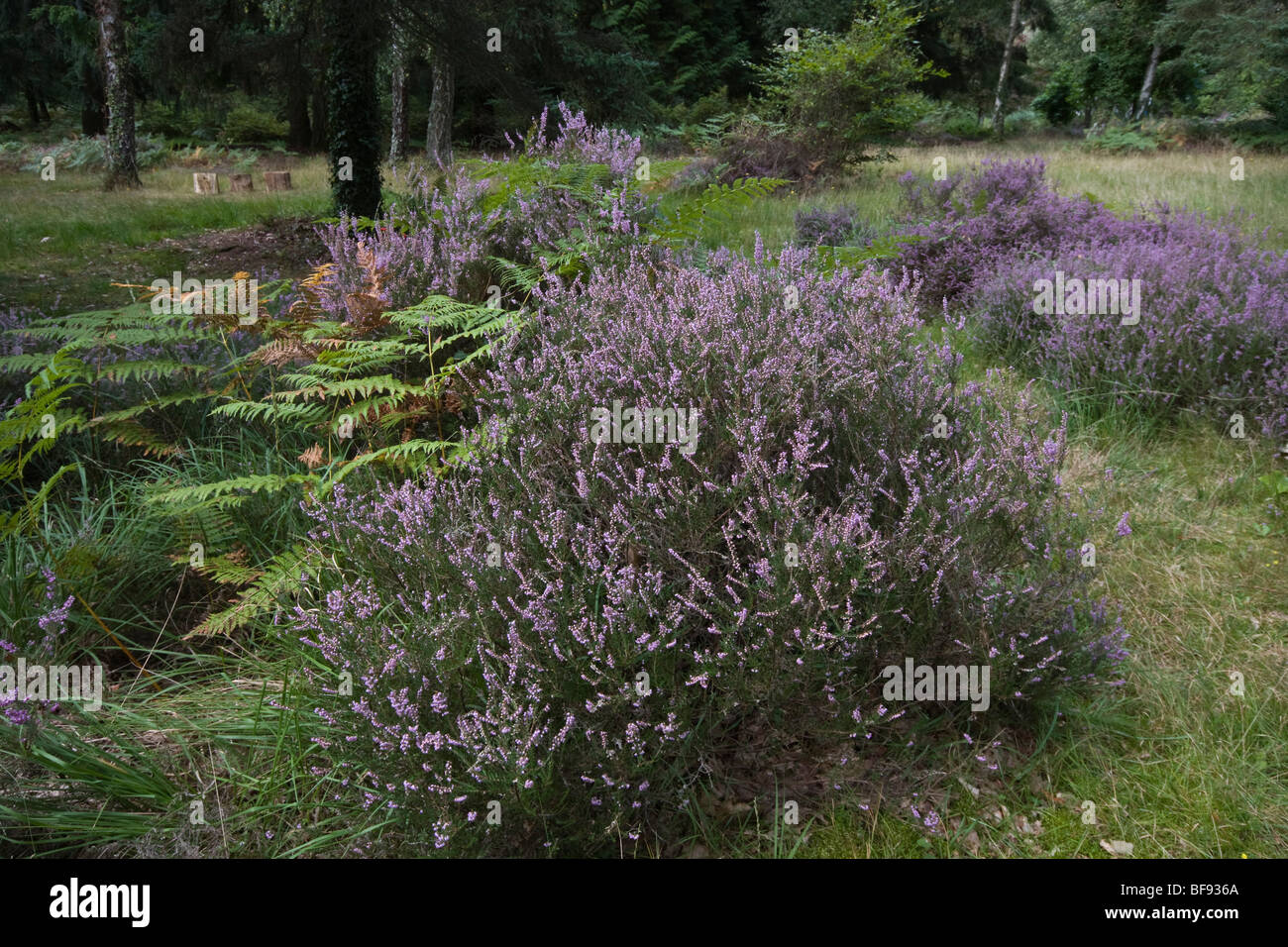 Ling heather new forest hi-res stock photography and images - Alamy