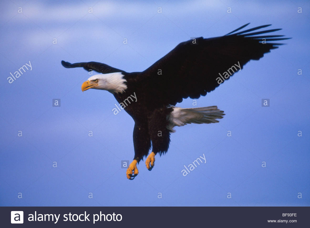 Bald Eagle Food Stock Photos & Bald Eagle Food Stock Images Alamy