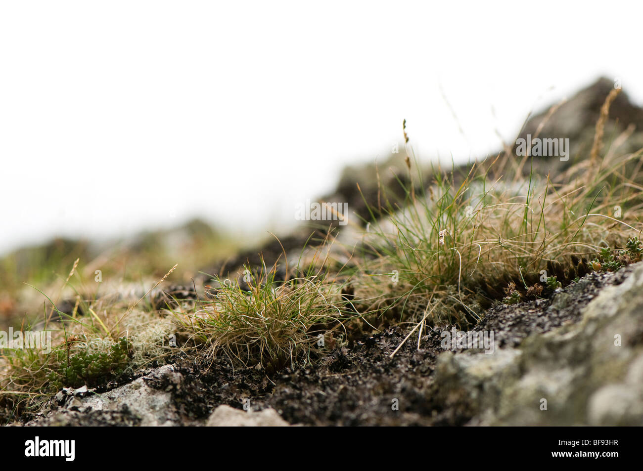 Grasses on rock hi-res stock photography and images - Alamy