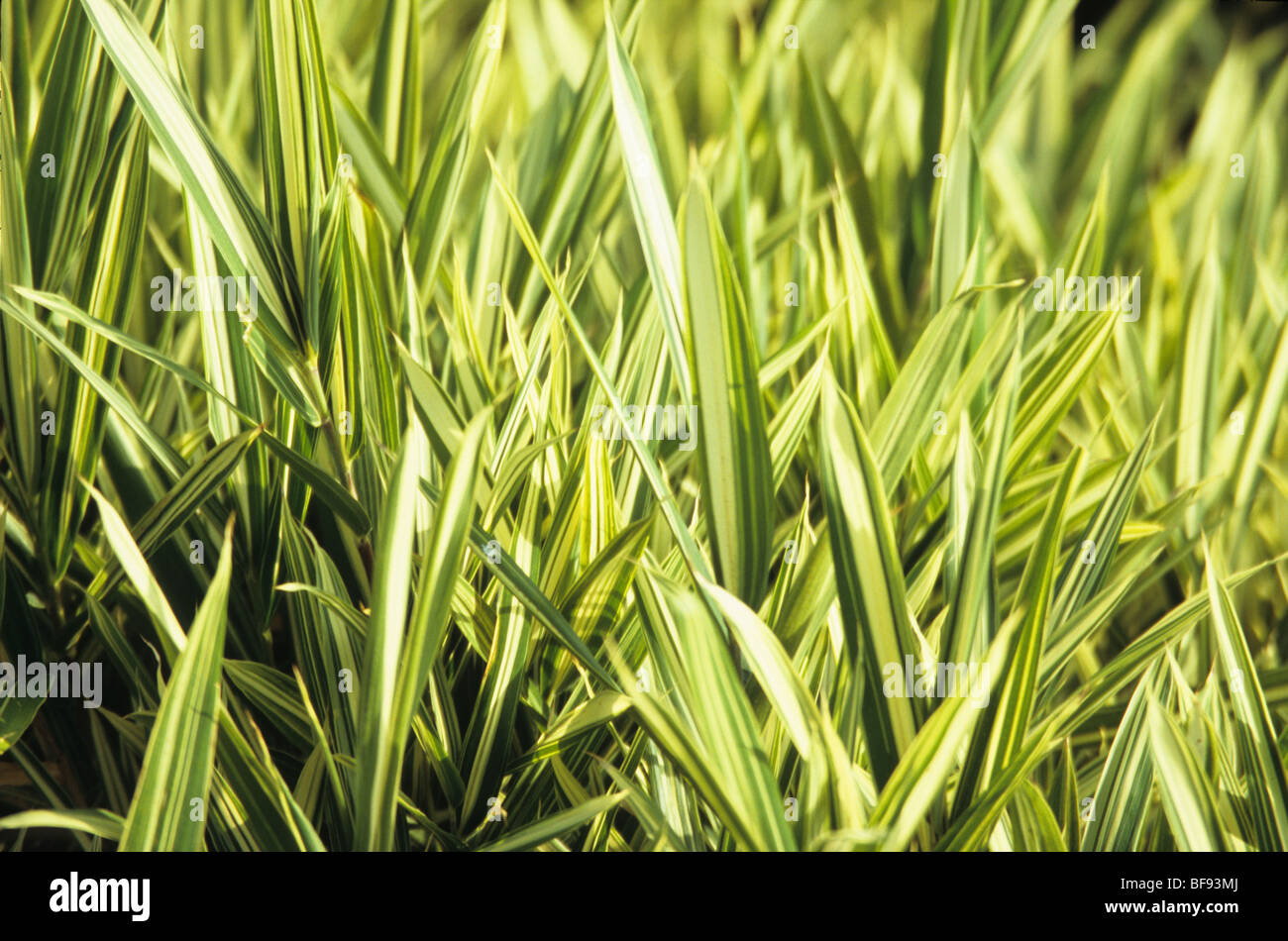 Variated Foliage Green Grass In Sunshine Stock Photo