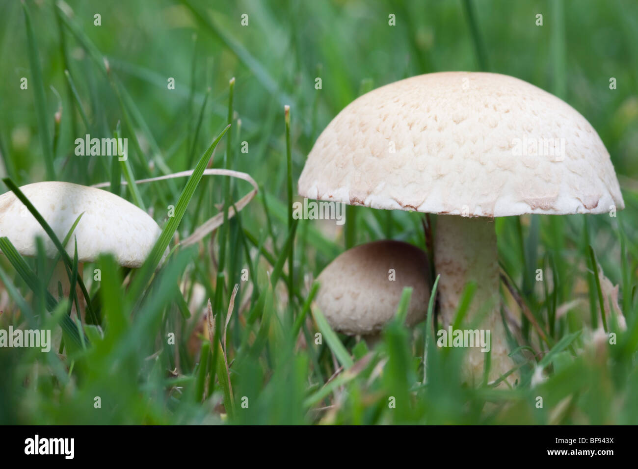 Close-up of autumn fungi growing in grass in a garden lawn in October. UK Britain Stock Photo