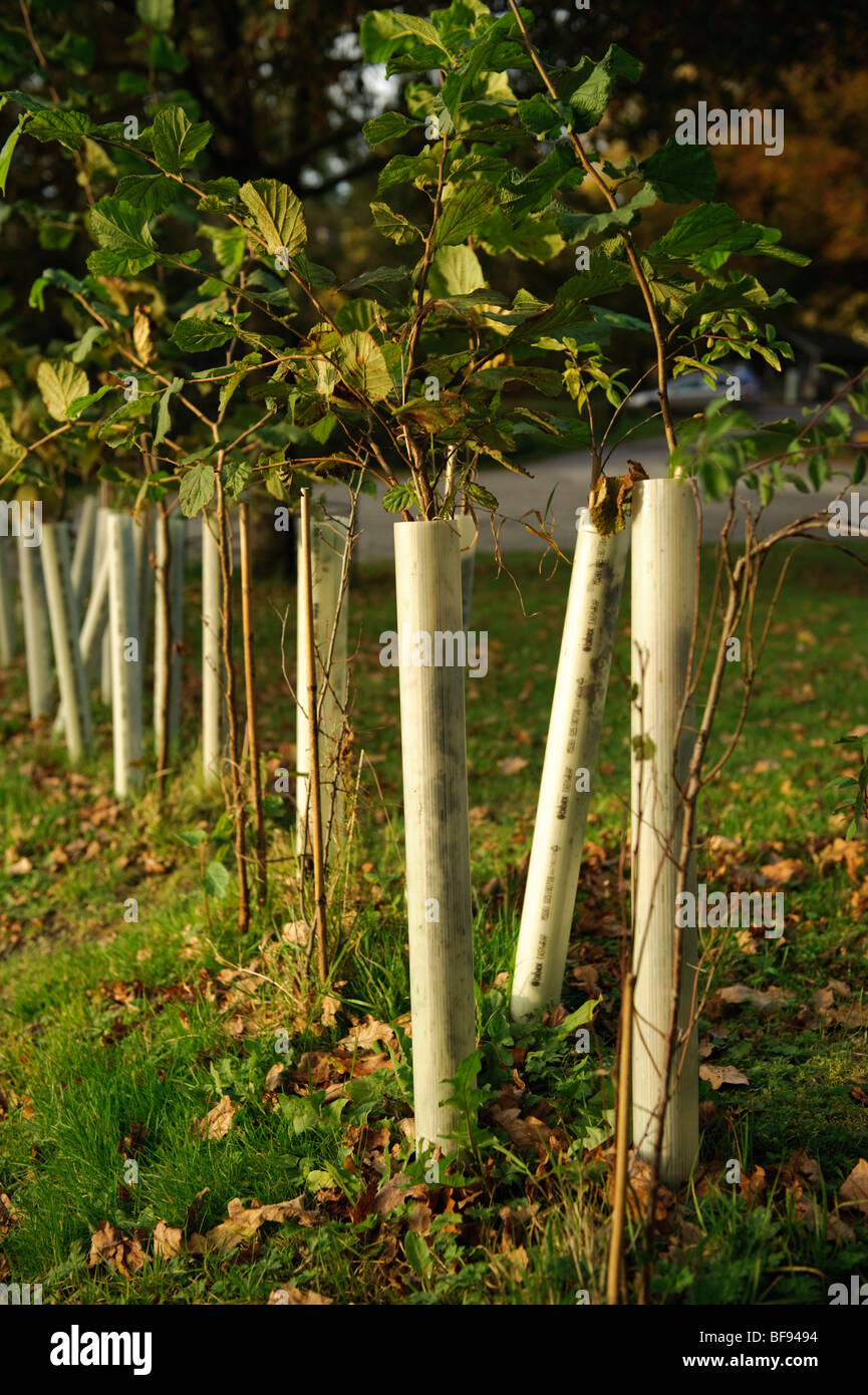 plastic tubes protecting young beech tree saplings, UK Stock Photo