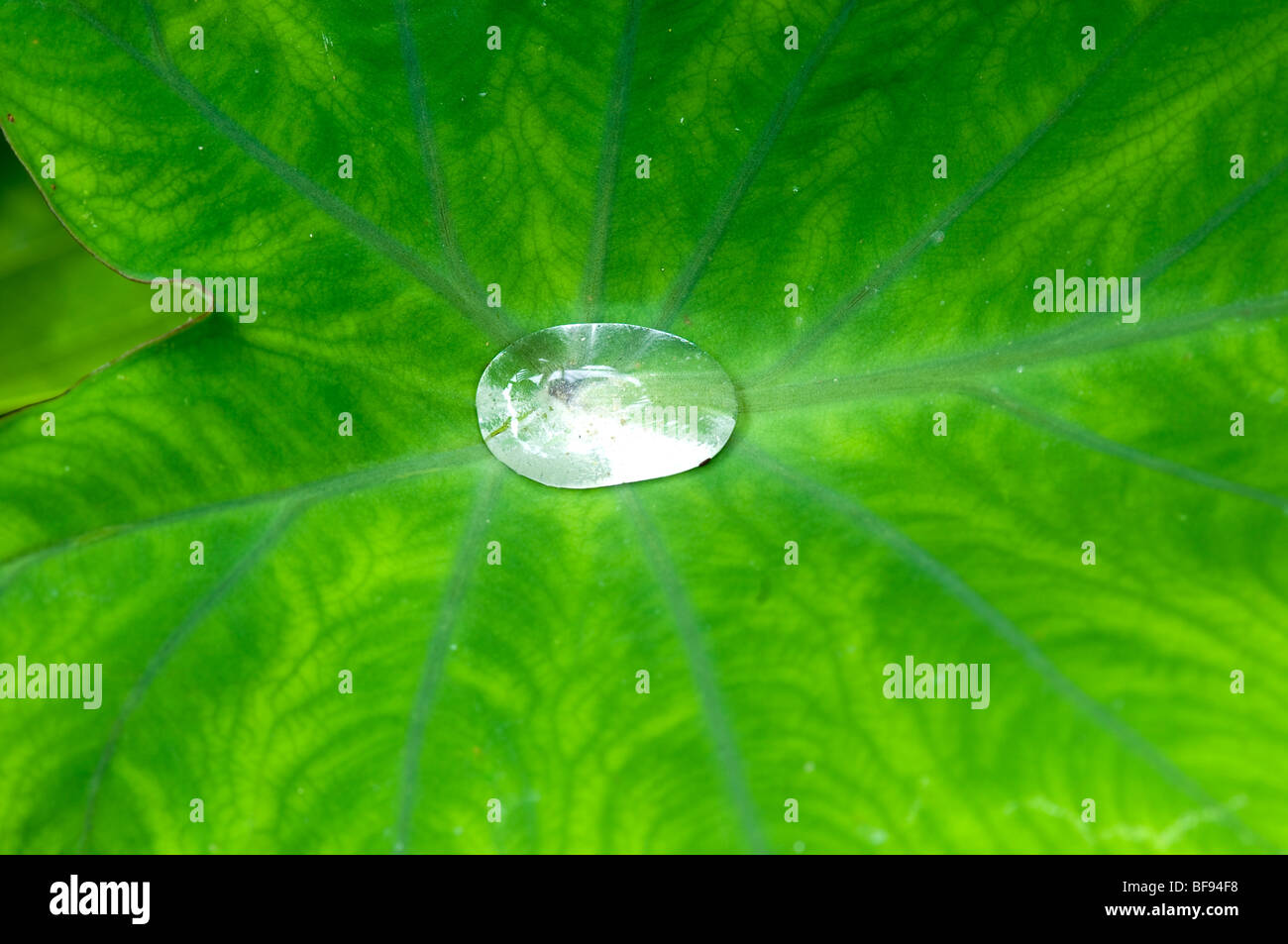 Elephant Ear Plant with drop of water Stock Photo - Alamy
