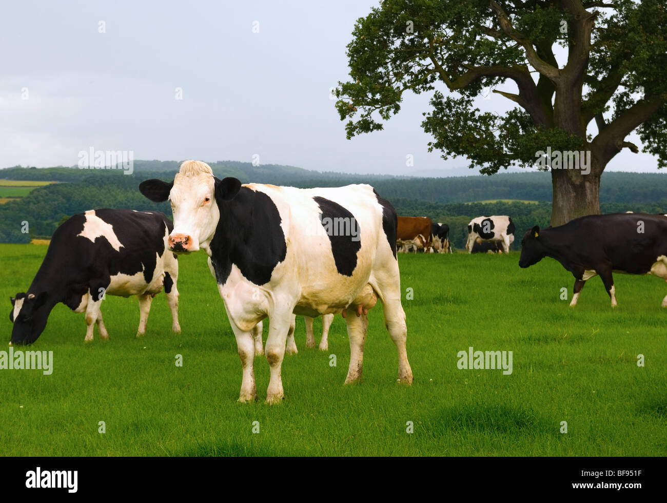 Dairy cows in a lush green field Stock Photo