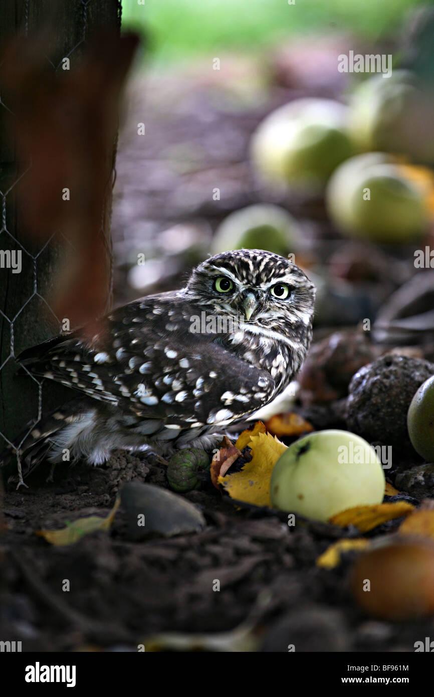 Owl investigates hires stock photography and images Alamy