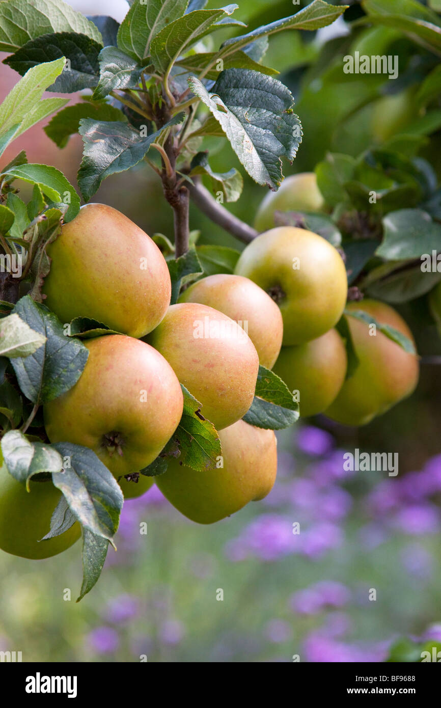 Espalier apple orchard apples hires stock photography and images Alamy