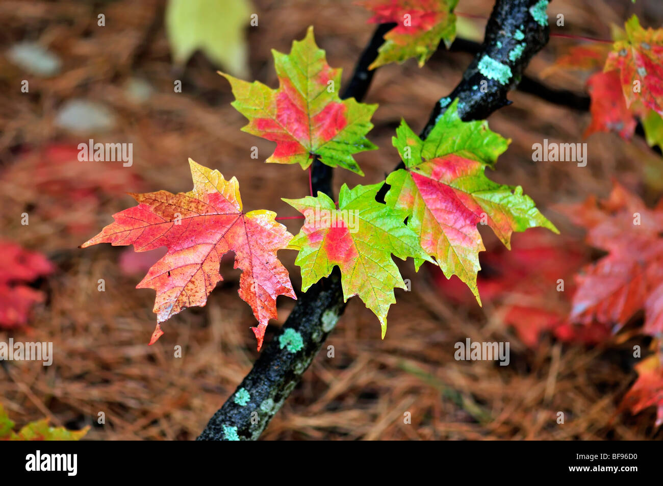 Autumn maple leaves in upstate New York. Closeup. USA. Stock Photo