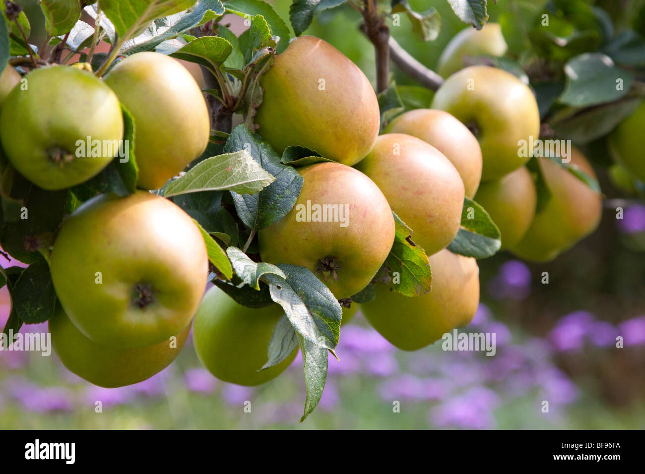 Cordon apple trees hires stock photography and images Alamy