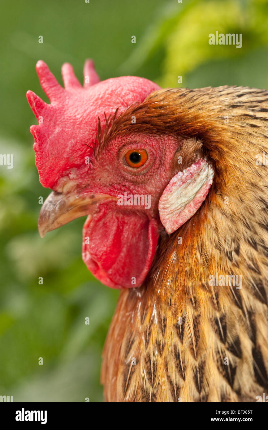 Brown Leghorn hen chicken, England UK Stock Photo