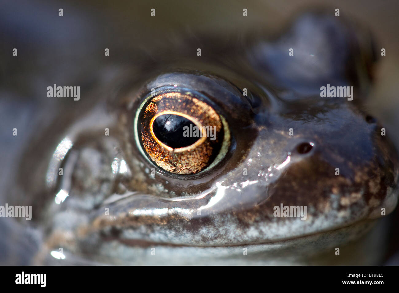 Common english frog hires stock photography and images Alamy
