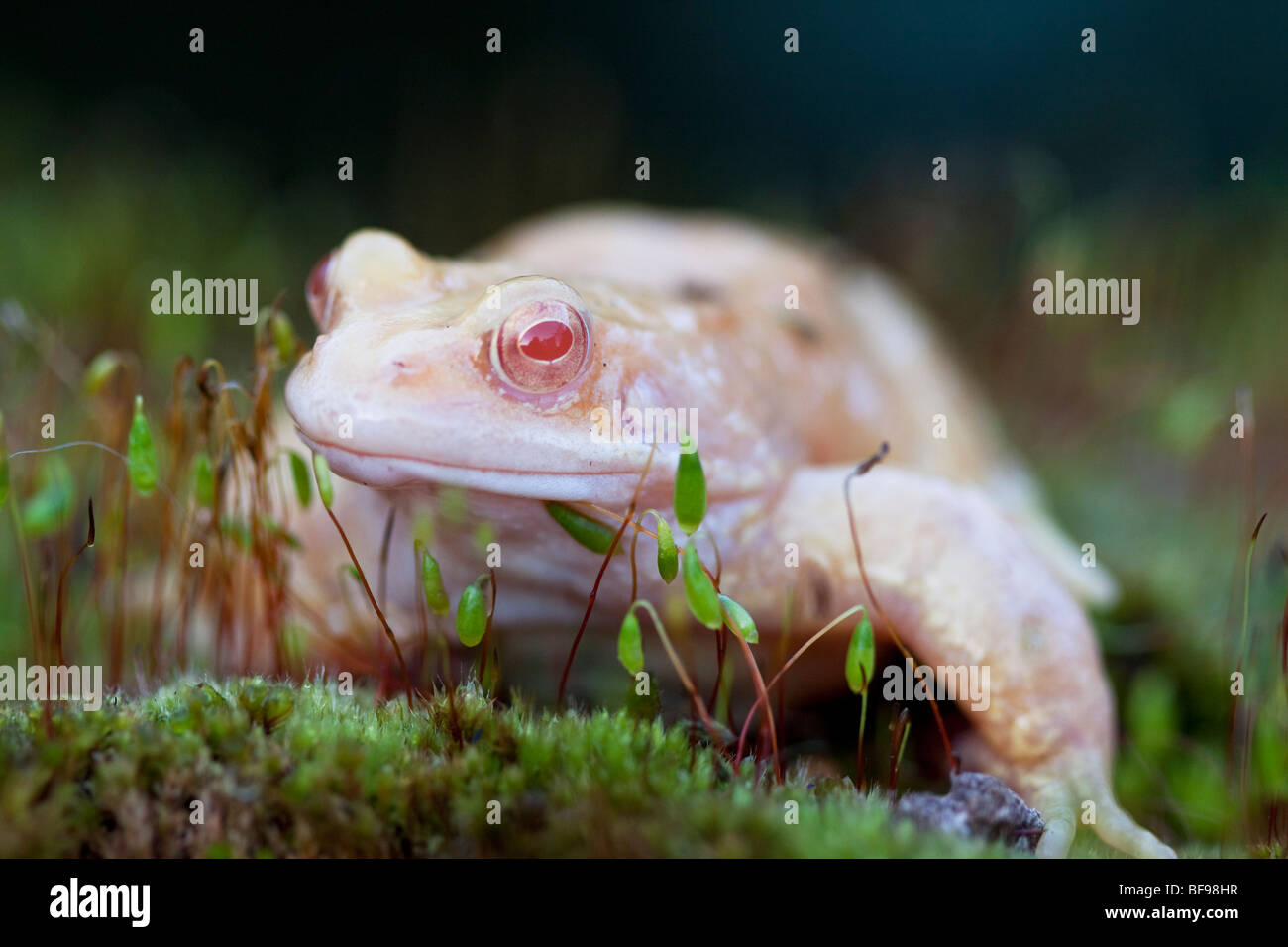 Albino common frog, England, UK Stock Photo Alamy