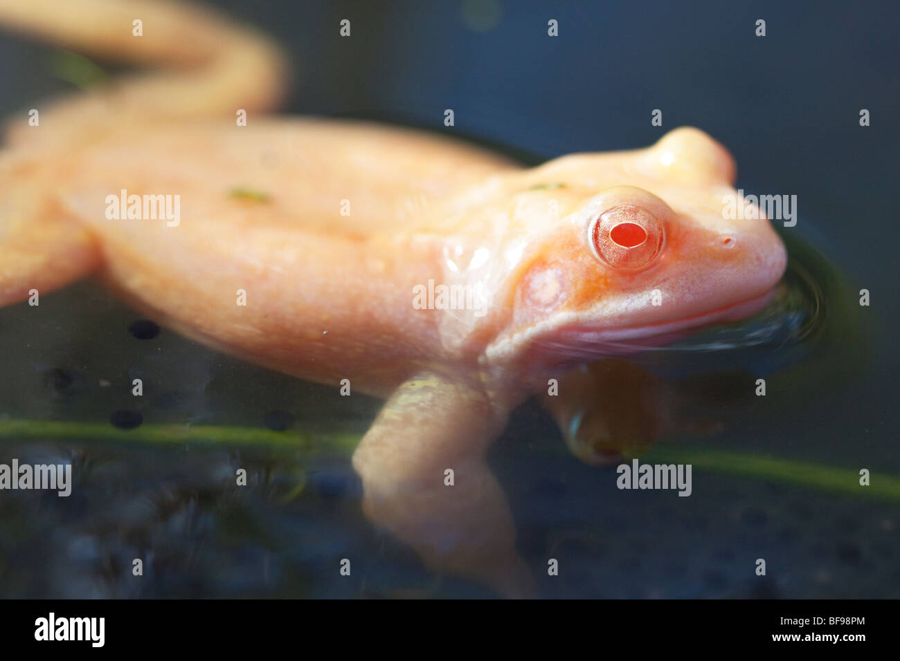Albino common frog, England, UK Stock Photo Alamy