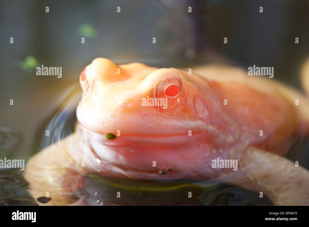 Albino common frog, England, UK Stock Photo Alamy