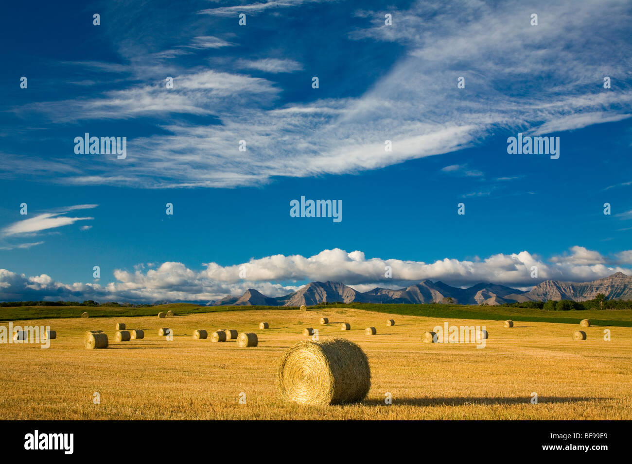 straw bales, Twin Butte, Alberta, Canada Stock Photo