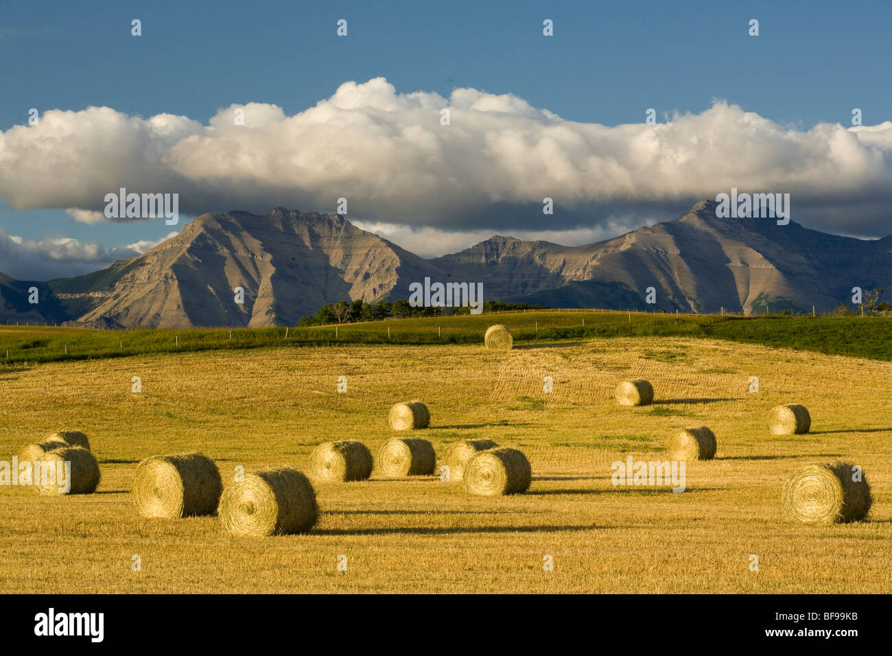 straw bales, Twin Butte, Alberta, Canada Stock Photo Alamy