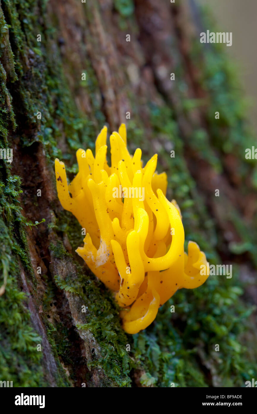 Jelly Antler fungus (calocera viscosa) England UK Stock Photo