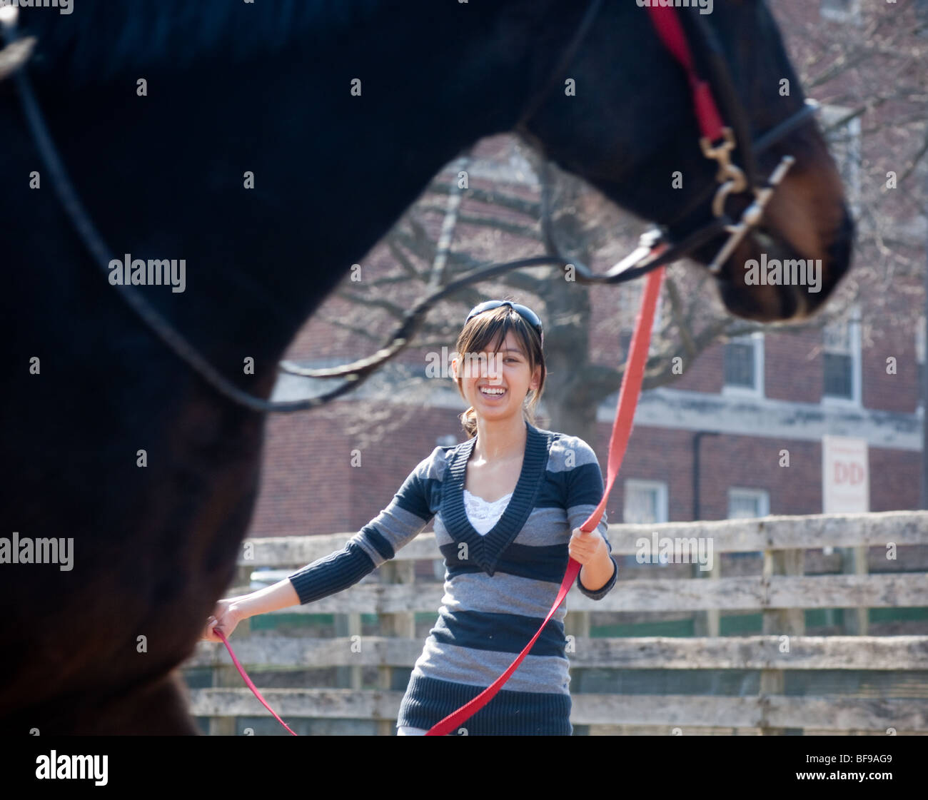 Equine Studies Lab woman lunging horse Stock Photo Alamy