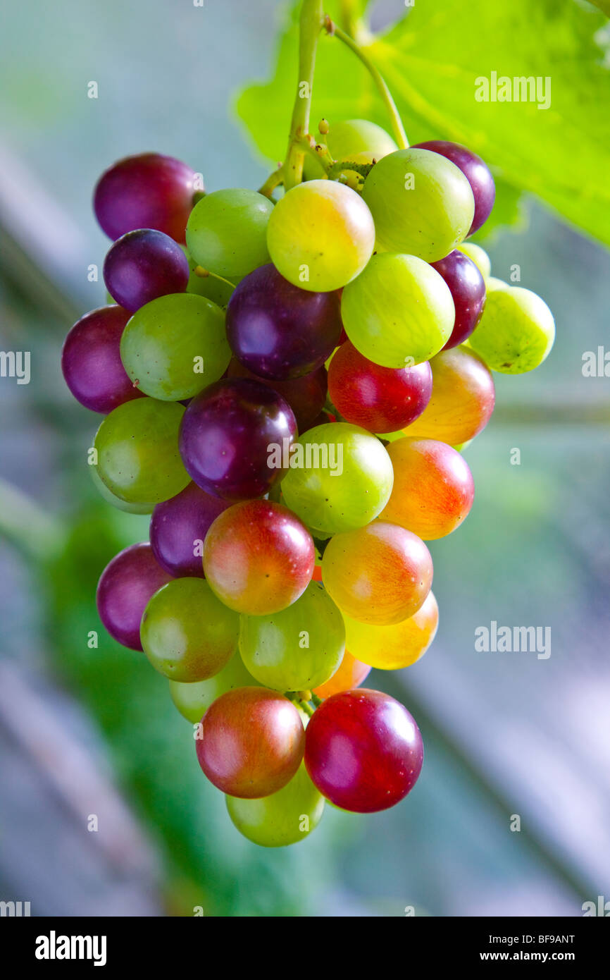 Grape vine in garden greenhouse, England UK Stock Photo