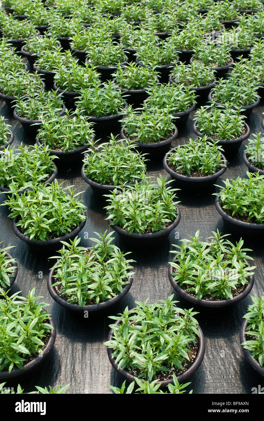 commercial nursery with plants on plastic Stock Photo - Alamy