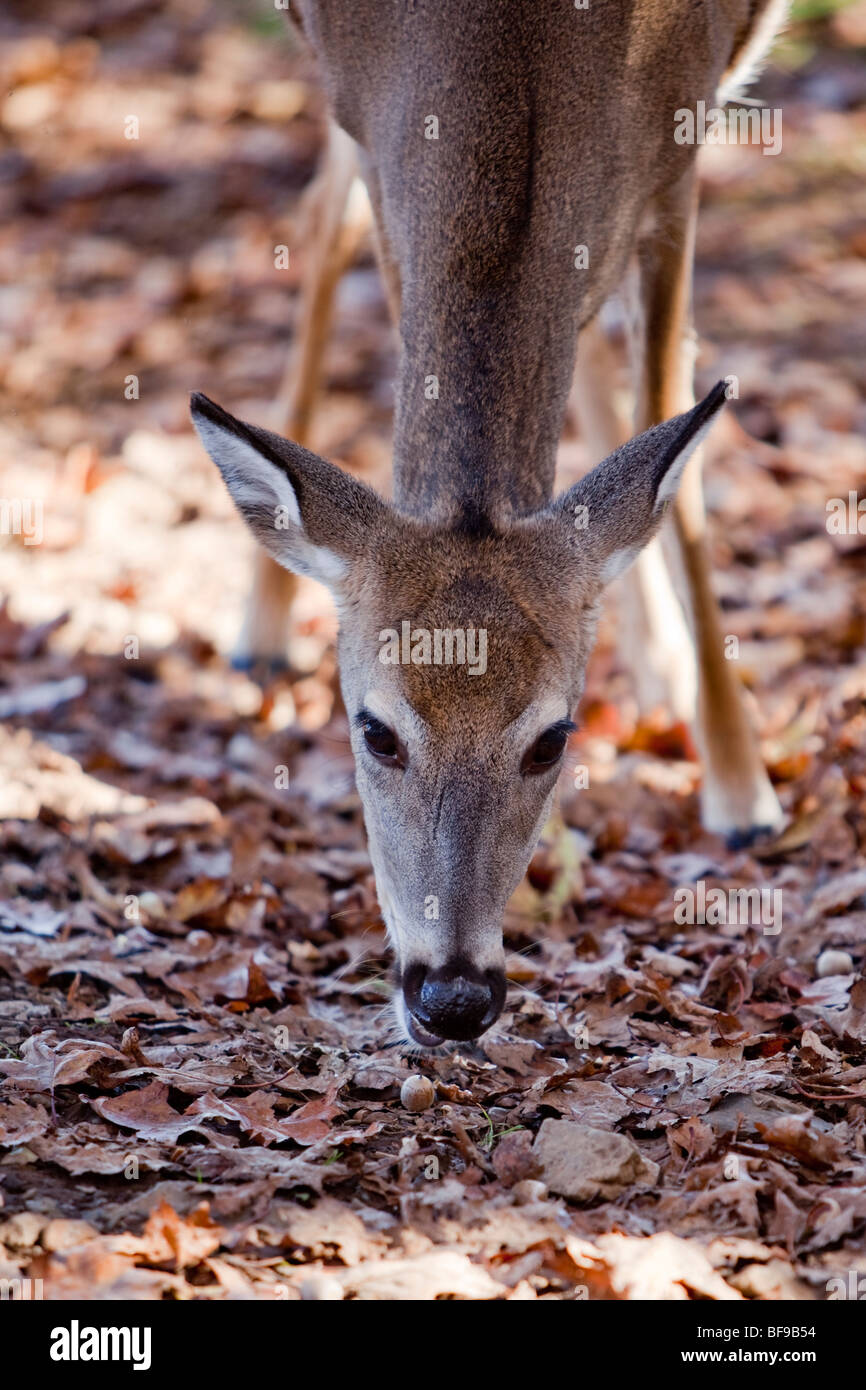 White Tailed Deer feeding on Skyline Drive in Virginia Stock Photo Alamy